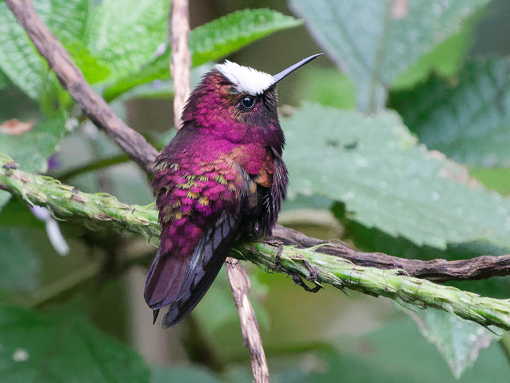 Microchera albocoronata / Snowcap / Witkruinkolibrie
